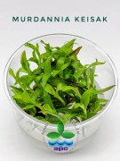 Murdannia Keisak TC CUP